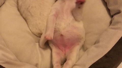 Puppy stretches while sleeping