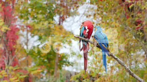 Unsere Vogelweide