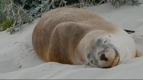 sea seal #shorts #incredibleworld #animallover #usa #saveanimals #animals #viral #seaanimals