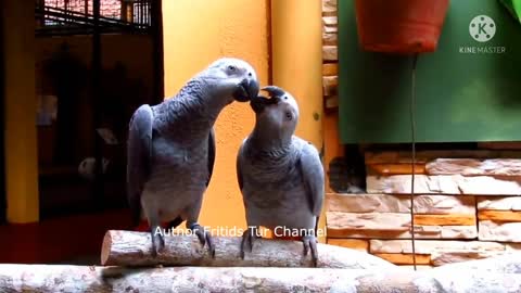 Parrot new fanny good video