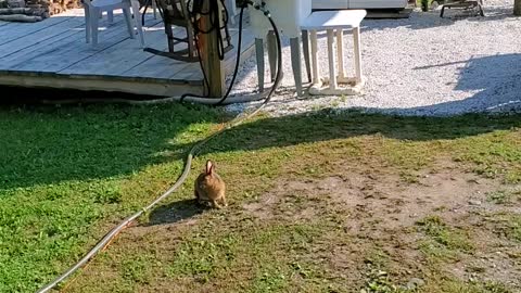 Rabbit Visitor