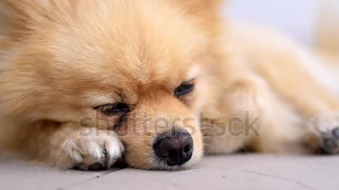 Dog sleeeping inocent Moment