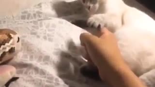 Funny This Video for Teaching Cat How to Protect HerSelf