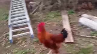 Rooster Charges at Young Boy