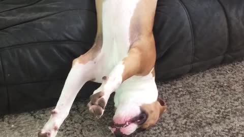 Pit Bull puppy sleeps upside down