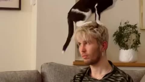 Cat Sitting On Owner's Head While Enjoying His Drink