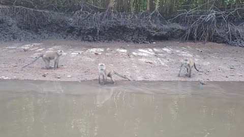 Swimming Monkeys at Langkawi - Malaysia