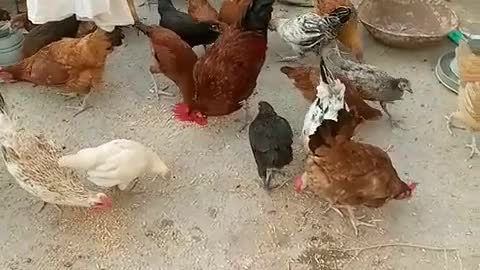 Hen farm feeding