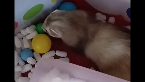 Ferret fun ball pit part 2!!