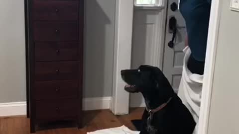 Dog Proves To Be Too Smart For "What The Fluff" Challenge