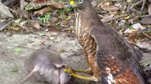 hawk catch very big mouse