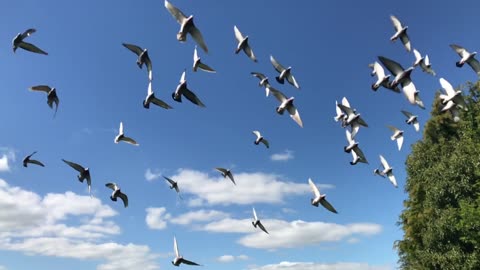 Birds Flying in Slow Motion- Red Kite Bird Extravaganza