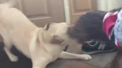 Dog reunites with his best friend