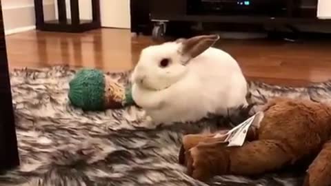 A Rabbit Turns on His Back on The Carpet.