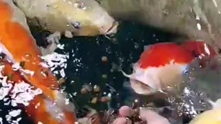 Feeding fish that are kept at home