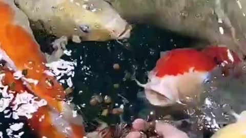 Feeding fish that are kept at home