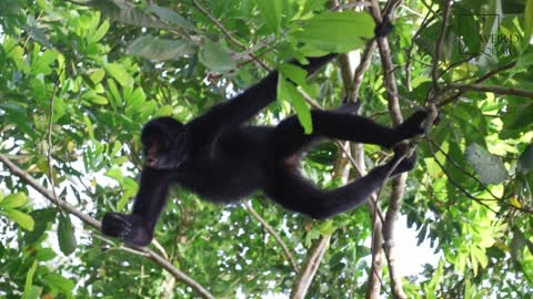 Interesting facts about spidermonkey