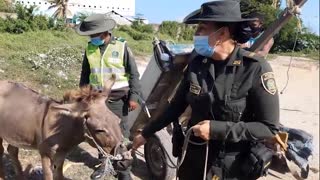 Rescate de caballos cocheros en Cartagena