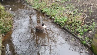 Lonely goose