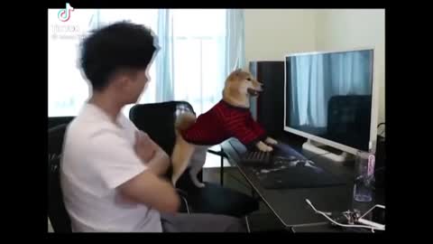 Funny Dog Gets Mad During PC Gaming