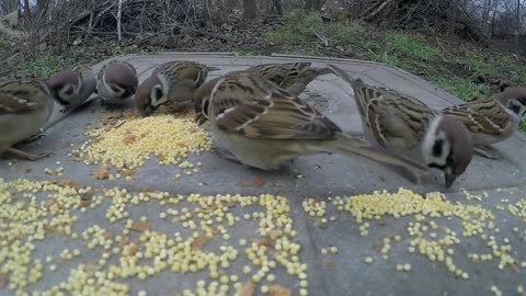 Information about birds playing with them