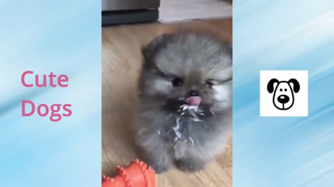 Cute Dog Videos Funny