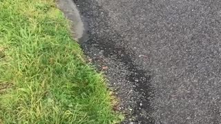 Girl hanging onto scooter motoryccle on skateboard falls onto cement laugh floor concrete