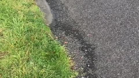 Girl hanging onto scooter motoryccle on skateboard falls onto cement laugh floor concrete