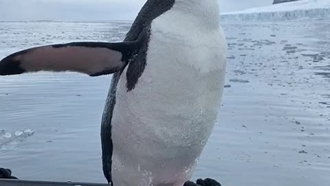 Penguin wants to hang out with humans