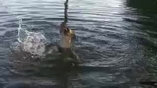 Dog in lake with swing rope