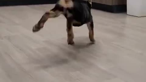 Adorable Happy Dancing Dog