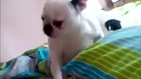 Cute Dogs and baby shake heads following music