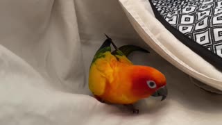 Parrot helps mom make bed