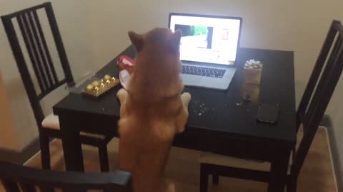 Shiba inu eat candy at night