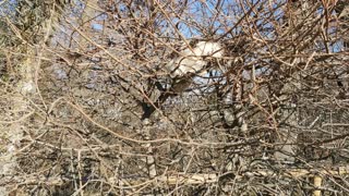 Cat climbed on a "maze" tree and now having trouble getting down