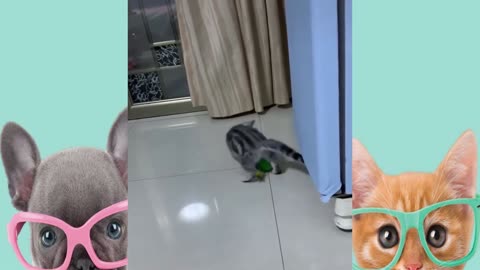 cute funny pets