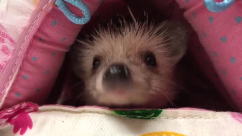 Adorable hedgehog sees her human!