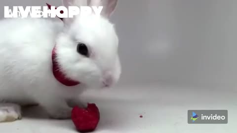 Funny and Cute Baby Bunny Rabbit Videos 🐇 Baby Animal Video pets animal lovers