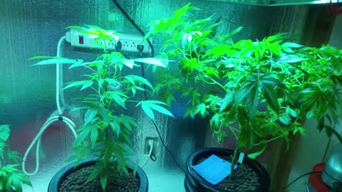 How to Grow Indoor Cannabis pt 7(LST low stress training)