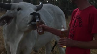 Cow Chugs a Beer