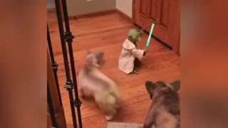 Dogs vs Master Yoda! Fight of the century!