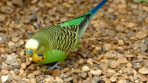 Cute Mitthu Talking On Cage | Green Talking Parrots Having Fun On Their Cage