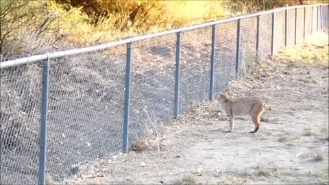 Bobcat Jumps Fence