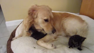 Cute Foster Kittens Love To Snuggle On Their Dog Father's Bed - 4 Weeks Old