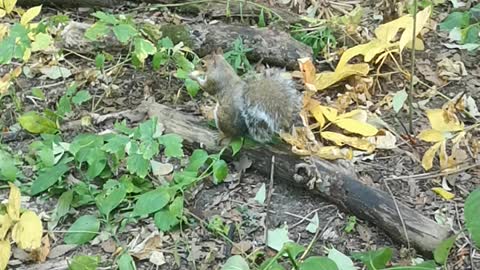 squirrel eat nut