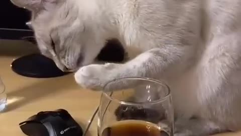 cat drinking wine😍 ♥ ️😲