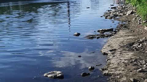 Evening on the Grand River