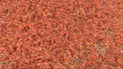 Ground Crawls With Massive Baby Crab Migration