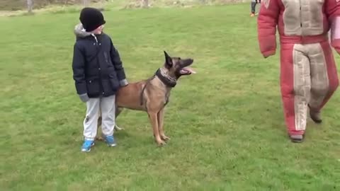 personal - family protection dog training