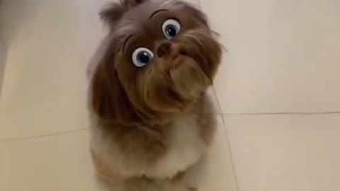 Dog with Snapchat Filters Cute Shitzu